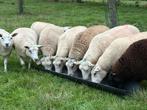 Fokschapen, Dieren en Toebehoren, Schapen, Geiten en Varkens, Mannelijk, Schaap