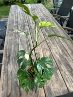Monstera minima variegata, Huis en Inrichting, Kamerplanten, Ophalen, Overige soorten, Minder dan 100 cm