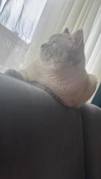 Twee prachtige katten, Dieren en Toebehoren, Meerdere dieren, Kortharig, 0 tot 2 jaar