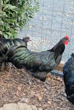Te koop, Australorp haan (groot), Dieren en Toebehoren, Pluimvee, Mannelijk, Kip
