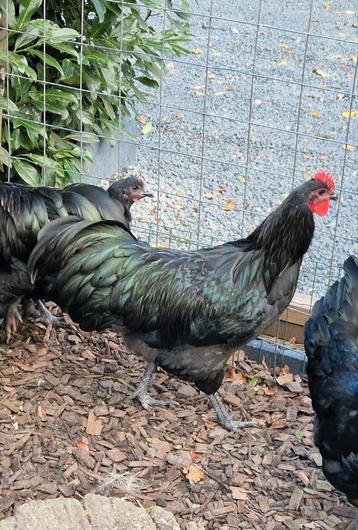 Te koop, Australorp haan (groot) beschikbaar voor biedingen