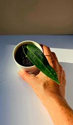 Anthurium warocqueanum – babyplant , Huis en Inrichting, Ophalen of Verzenden, Overige soorten, Minder dan 100 cm