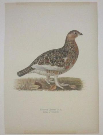 Grote chromolitho - Moerassneeuwhoen in zomerkleed - ca.1925 beschikbaar voor biedingen