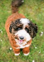 Mini Labradoodle pup teefje, Dieren en Toebehoren, Honden | Retrievers, Spaniëls en Waterhonden, Overige rassen, CDV (hondenziekte)