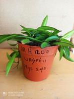 hoya Wayetii in gratis hangpot nummer H1200, Huis en Inrichting, Kamerplanten, Ophalen of Verzenden, Overige soorten, Minder dan 100 cm