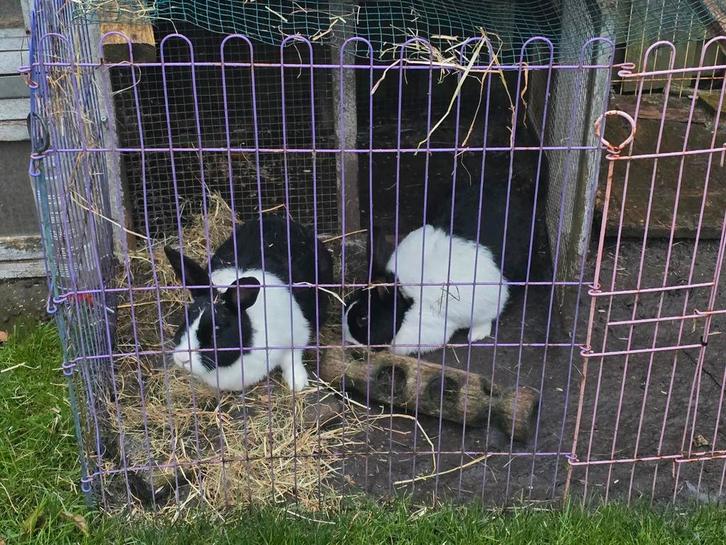 Gratis af te halen ,Hollander konijnen, Dieren en Toebehoren, Pluimvee, Kip, Vrouwelijk