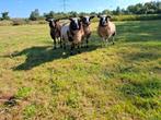 Ooilammeren, Vrouwelijk, Schaap