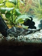 Pleco-Algeneter Gratis, Dieren en Toebehoren, Vissen | Aquariumvissen, Vis