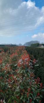 Photinia red robin glansmispel, Tuin en Terras, Ophalen, Overige soorten, 100 tot 250 cm