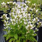 campanula glomerata alba/ klokjesbloem plant, Tuin en Terras, Ophalen, Overige soorten, Volle zon