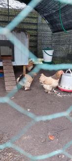 Brahma kriel hennen, Dieren en Toebehoren, Pluimvee, Vrouwelijk, Kip