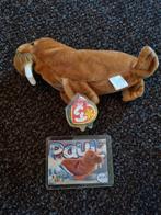 TY Beanie Baby Paul the Walrus 2nd Edition series 4 1999, Ophalen of Verzenden, Nieuw