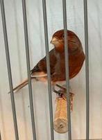 Harlekijn kanarie man, Mannelijk, Postuurkanarie