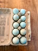 Broedeieren groenleggers, Dieren en Toebehoren, Pluimvee, Geslacht onbekend, Kip