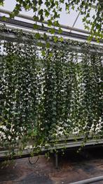 Hedera Hibernica Helix - klimop - lange rank - goedkoop, Tuin en Terras, Ophalen of Verzenden, Overige soorten