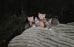 Kittens jonge katjes te koop, Dieren en Toebehoren, Meerdere dieren, Kortharig, 0 tot 2 jaar