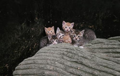 Kittens jonge katjes te koop, Dieren en Toebehoren, Katten en Kittens | Overige Katten, Kortharig, Meerdere dieren, 0 tot 2 jaar