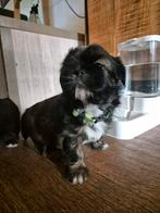 Boomer boomerpups shih-tzu maltezer, Overige rassen, 8 tot 15 weken, Meerdere, Meerdere dieren