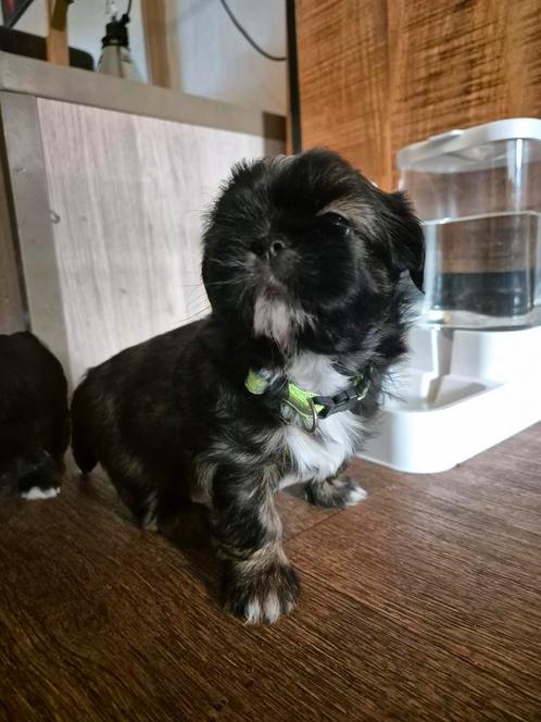 Boomer boomerpups shih-tzu maltezer, Dieren en Toebehoren, Honden | Chihuahua's en Gezelschapshonden, Meerdere dieren, Overige rassen