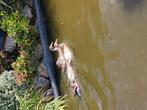 Indische loopeenden, Dieren en Toebehoren, Pluimvee, Geslacht onbekend, Eend