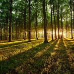 Bosgrond te koop gevraagd in West Brabant, Ophalen of Verzenden, Volle zon, Overige soorten