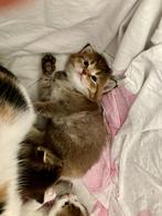x Brits Langhaar kittens met chip - eventueel gevaccineerd, Meerdere dieren, Gechipt, 0 tot 2 jaar
