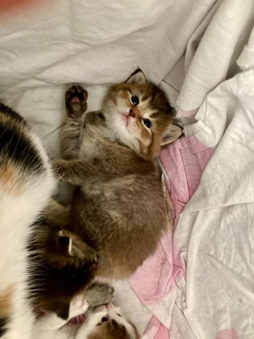 x Brits Langhaar kittens met chip - eventueel gevaccineerd, Dieren en Toebehoren, Katten en Kittens | Raskatten | Langhaar, Meerdere dieren