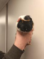 Cavia (mannetje), Dieren en Toebehoren, April, Mannelijk, Cavia