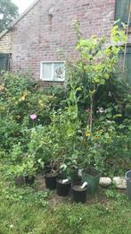 Voedselbos planten in pot mispel krent, Ophalen of Verzenden, Minder dan 100 cm, In pot, Overige soorten
