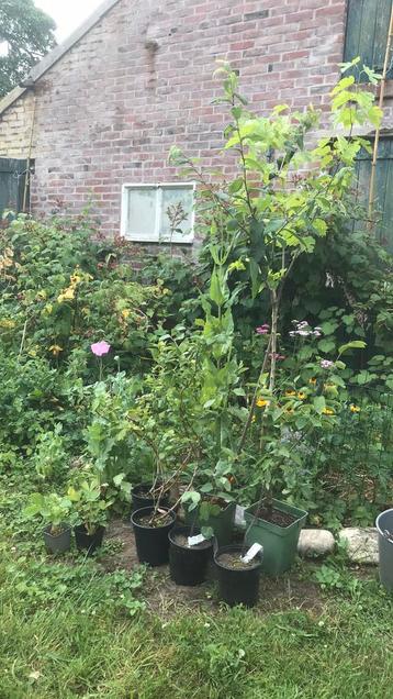 Voedselbos planten in pot mispel krent   beschikbaar voor biedingen