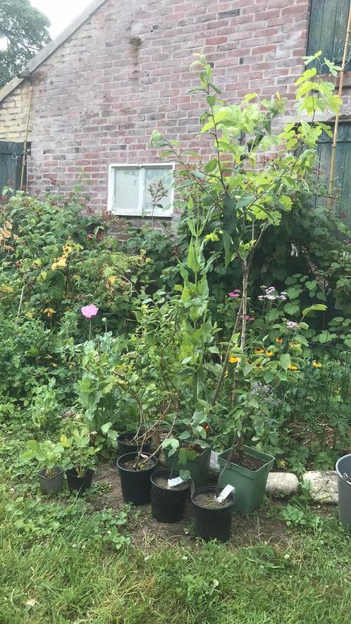 Voedselbos planten in pot mispel krent, Tuin en Terras, Planten | Fruitbomen, Overige soorten, Minder dan 100 cm, In pot, Ophalen of Verzenden