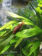 Algeneters (borstelneus), Dieren en Toebehoren, Vissen | Aquariumvissen, Vis