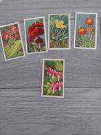 5 plaatjes Verkade De bloemen in onzen tuin izgst 1926, Ophalen of Verzenden, Zo goed als nieuw, Overige typen