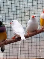 Witte zebravink, Dieren en Toebehoren, Vogels | Overige Vogels, Geslacht onbekend