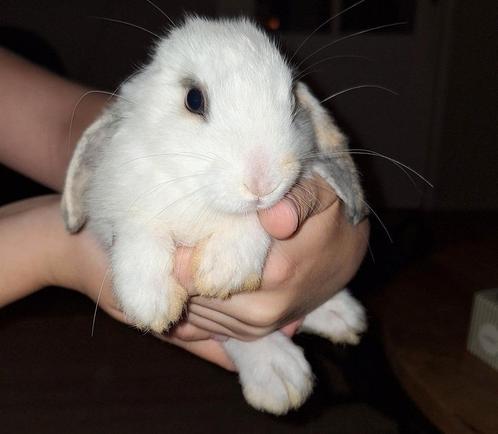 Nederlandse hangoor dwergjes, Dieren en Toebehoren, Konijnen, Dwerg, Meerdere dieren