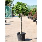 Ficus Carica 'brown Turkey' - Vijgenboom g41556