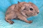 Blauw champagne agouti ridgeback ek beertje, Mannelijk, Cavia, Na 1 juli 2024