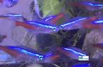 Neon Tetra, Vis, Zoetwatervis, Schoolvis