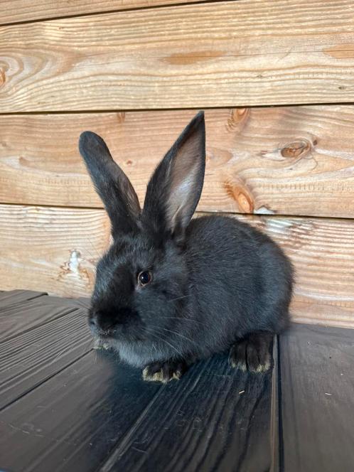 Jonge duitse reus, Dieren en Toebehoren, Konijnen, Groot, Vrouwelijk