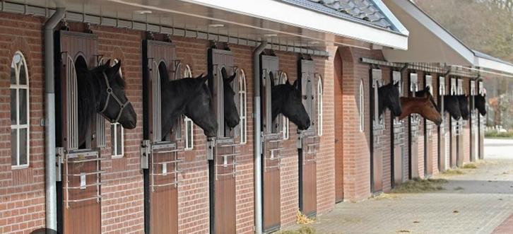 Pensionstalling gezocht voor mijn 10 jarige ruin, Dieren en Toebehoren, Stalling en Weidegang