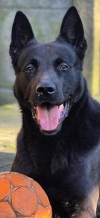 Kortelings verwacht,prachtige zwarte mechelse herderpups., België, Particulier, 8 tot 15 weken, Meerdere