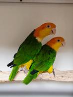 Helemooie forse,  net broedrijpe koppel roestkop caique, Dieren en Toebehoren, Meerdere dieren, Papegaai