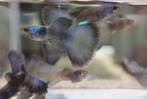 Raszuivere blue moscow guppies, Ophalen, Nieuw