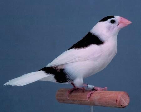 Bonte Japanse meeuwen gezocht, Dieren en Toebehoren, Vogels | Overige Vogels, Tropenvogel, Meerdere dieren, Geringd