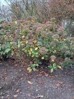 Grote hortensia, Tuin en Terras, Planten | Tuinplanten, Ophalen, Vaste plant, Overige soorten, Halfschaduw