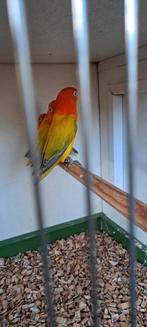 Agapornis Ficheri  Opaline  Euwing Dilute  Prijs n.o,t