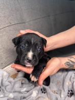 Amstaff American Stafford Staffordshire Terrier laatste reu!, Dieren en Toebehoren, 8 tot 15 weken, American Staffordshire Terriër