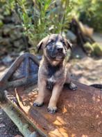 Kruising Australian shepherd/Mechelse herder Pups, CDV (hondenziekte), 8 tot 15 weken, Meerdere, Meerdere dieren
