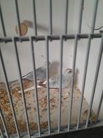 Een̈   mooi    koppel     diamantduiven, Meerdere dieren, Tropenvogel