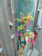 Hangfuchsia in verticale tuin, Vaste plant, Halfschaduw, Zomer, Ophalen
